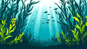 kelp forest